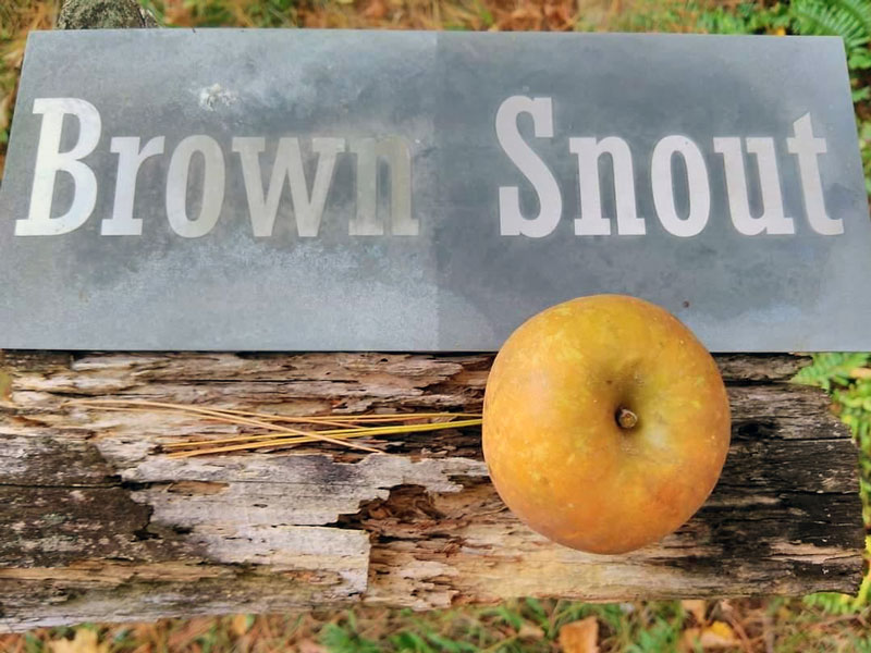 Brown Snout Apples in Central Vermont