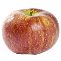Cortland Apple