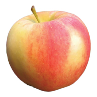 Elstar Apple