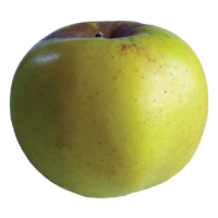 freyburg apple