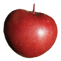 harry masters jersey apple