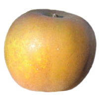 Roxbury Russet