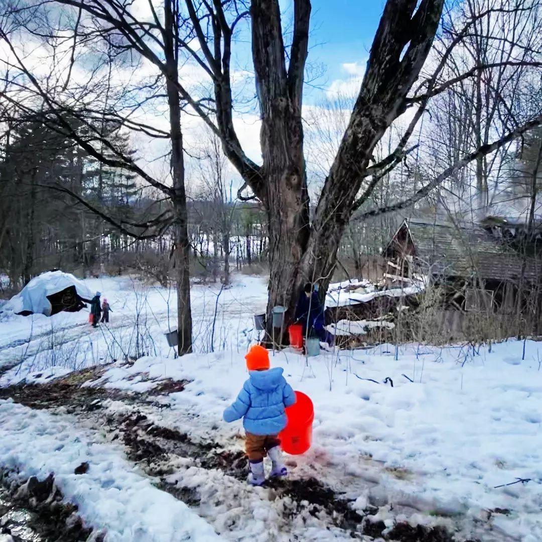 Cobble Knoll Maple Sugaring