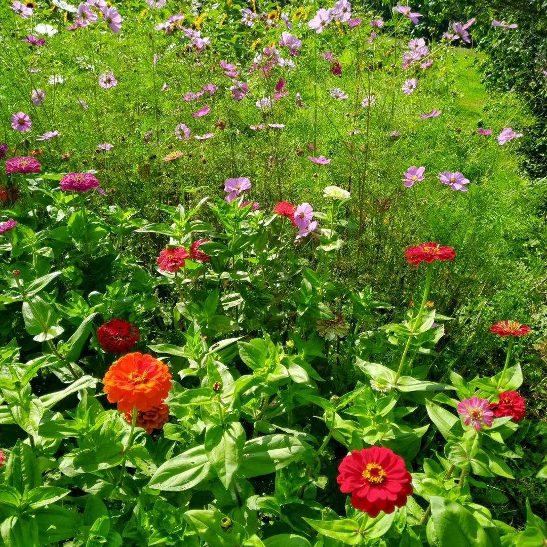 Fresh Grown Flowers