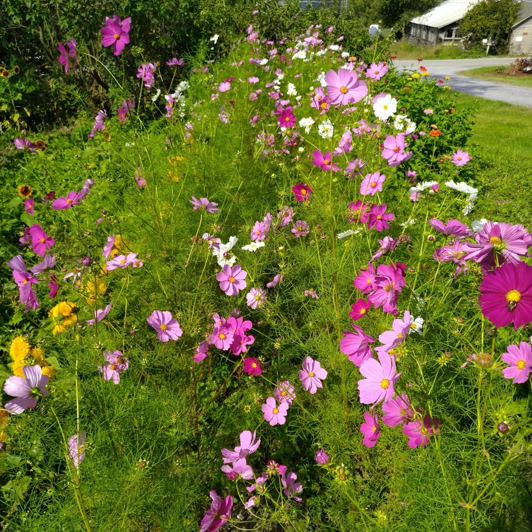 Field of Flowers