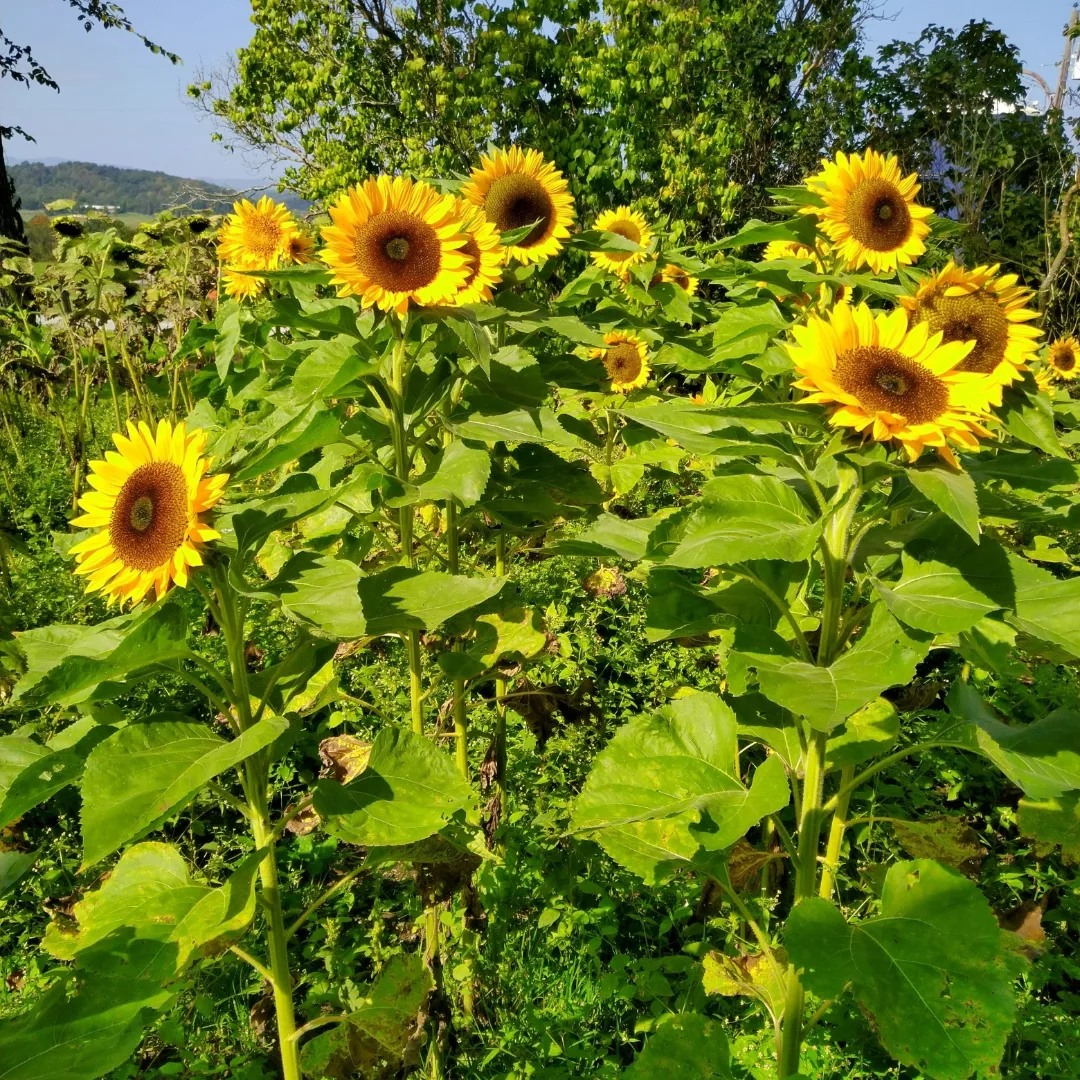 Sunflowers for Sale