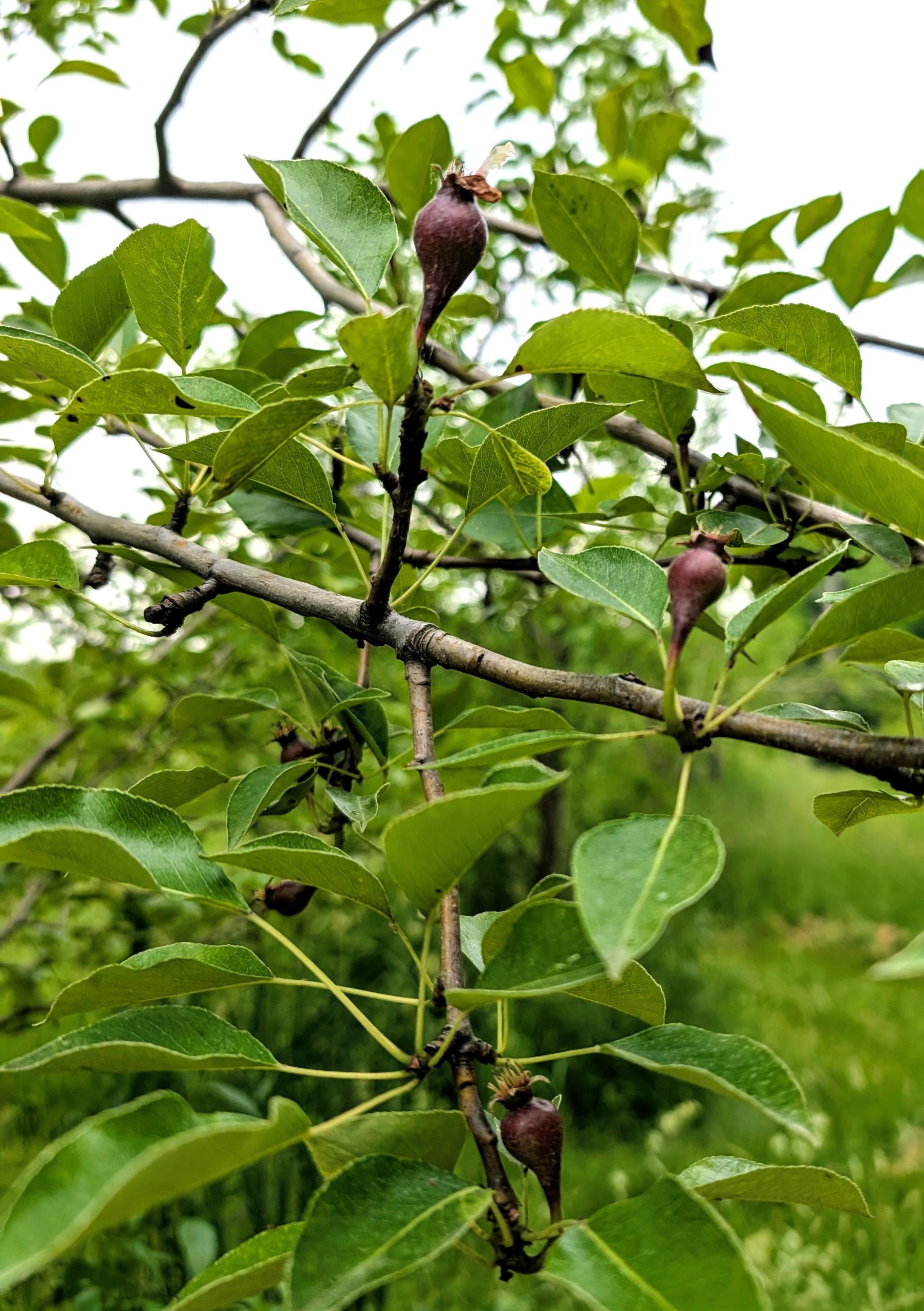 baby pears Baby pears growing on a tree