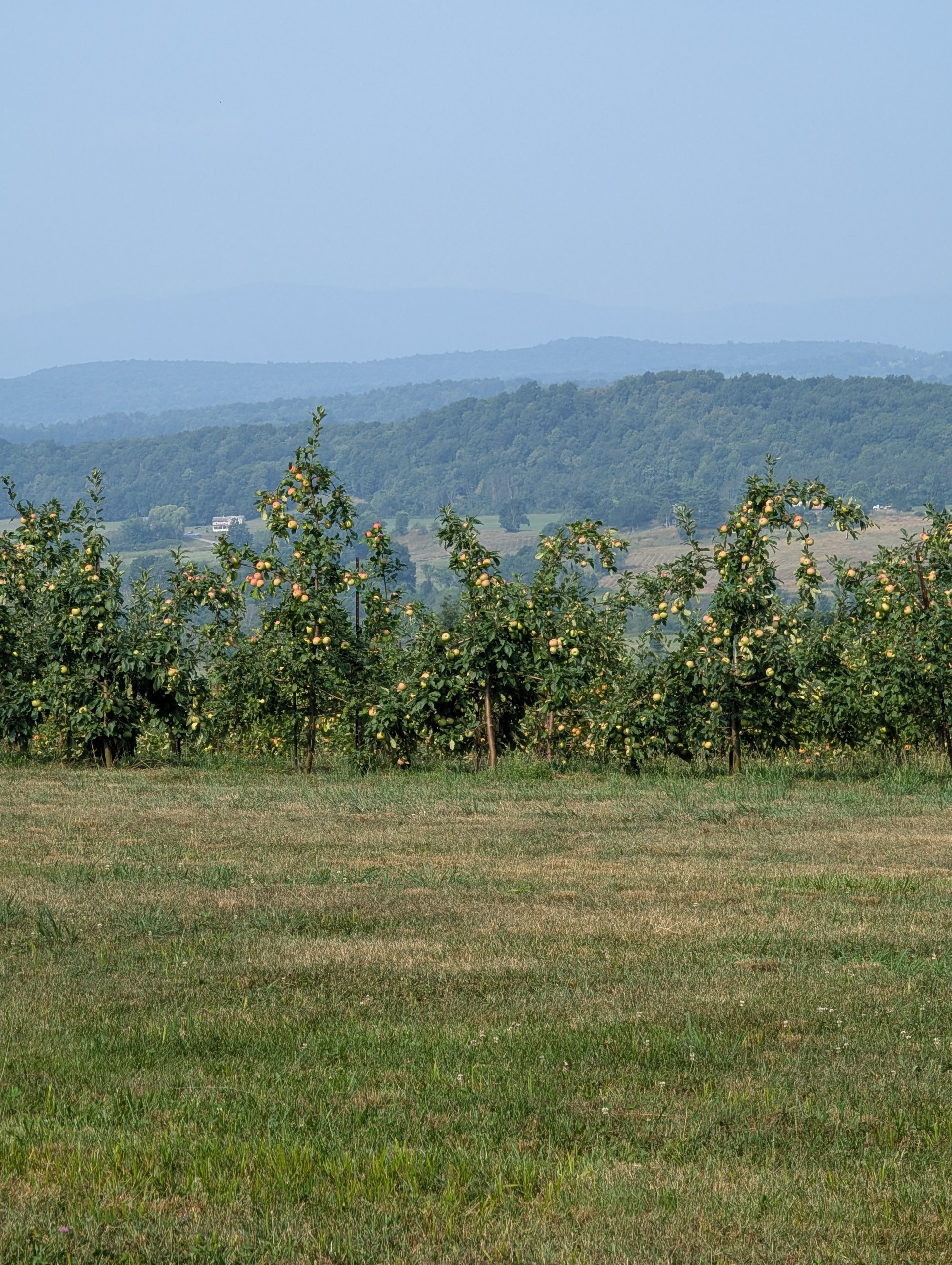 view from orchard View from Cobble Knoll Orchard