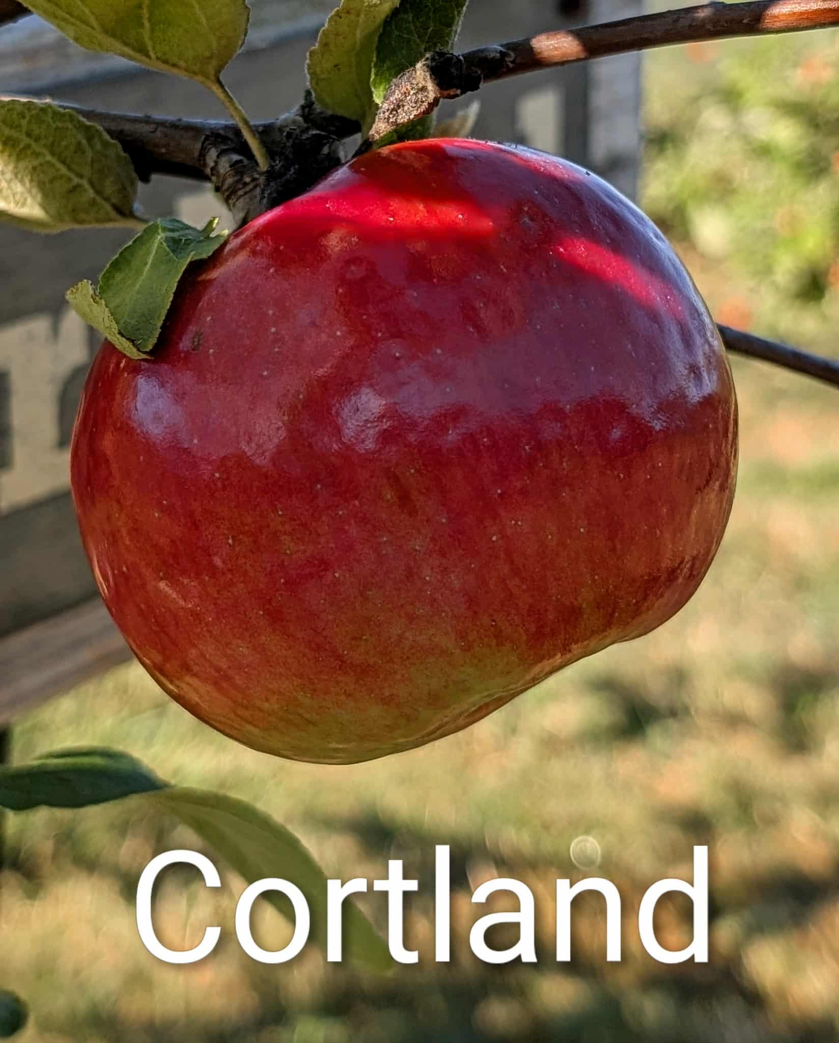 Cortland Cortland apple