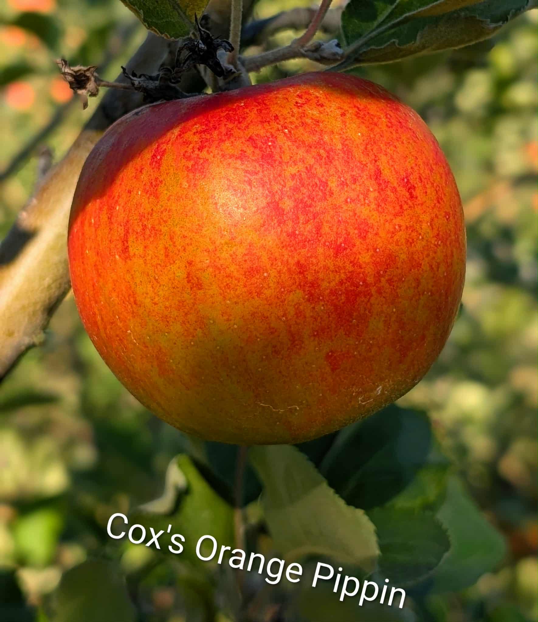 Cox's Orange Pippin Cox's Orange Pippin Apple