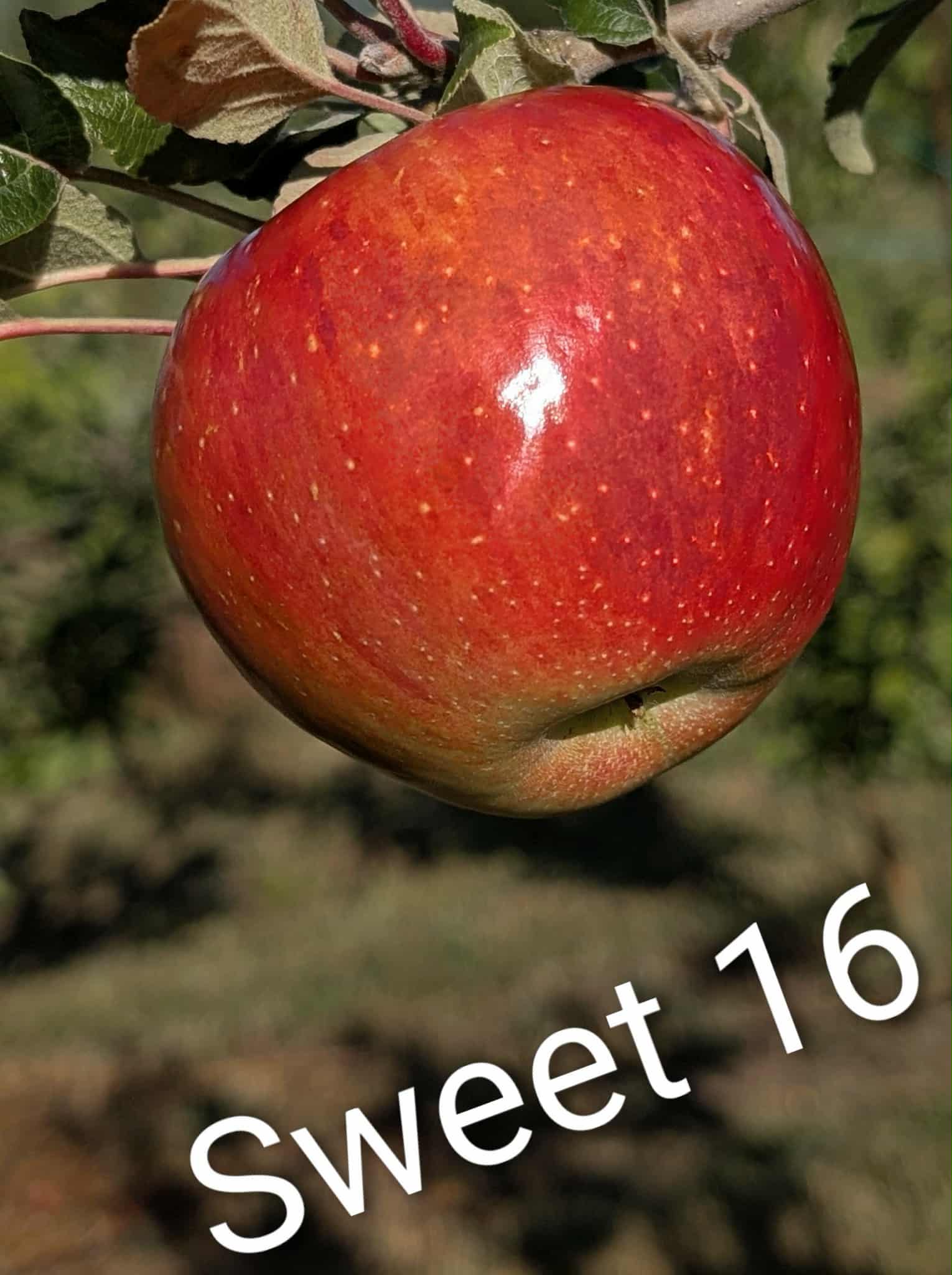 Sweet 16 Sweet 16 Apple
