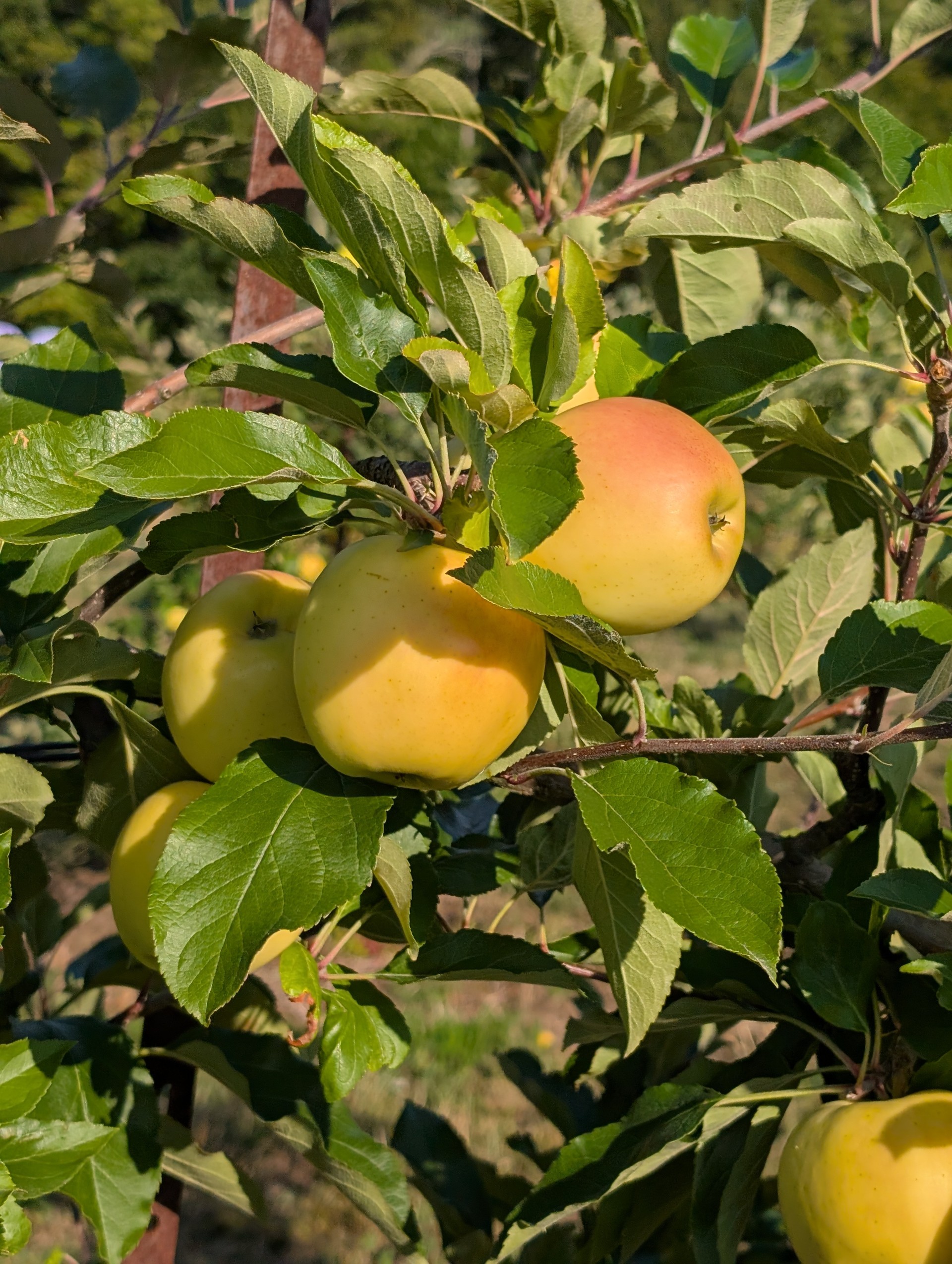 blondee apple Blondee Apple