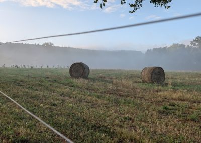 Fog rolling over Cobble Knoll Orchard field with baby peach trees in the distance