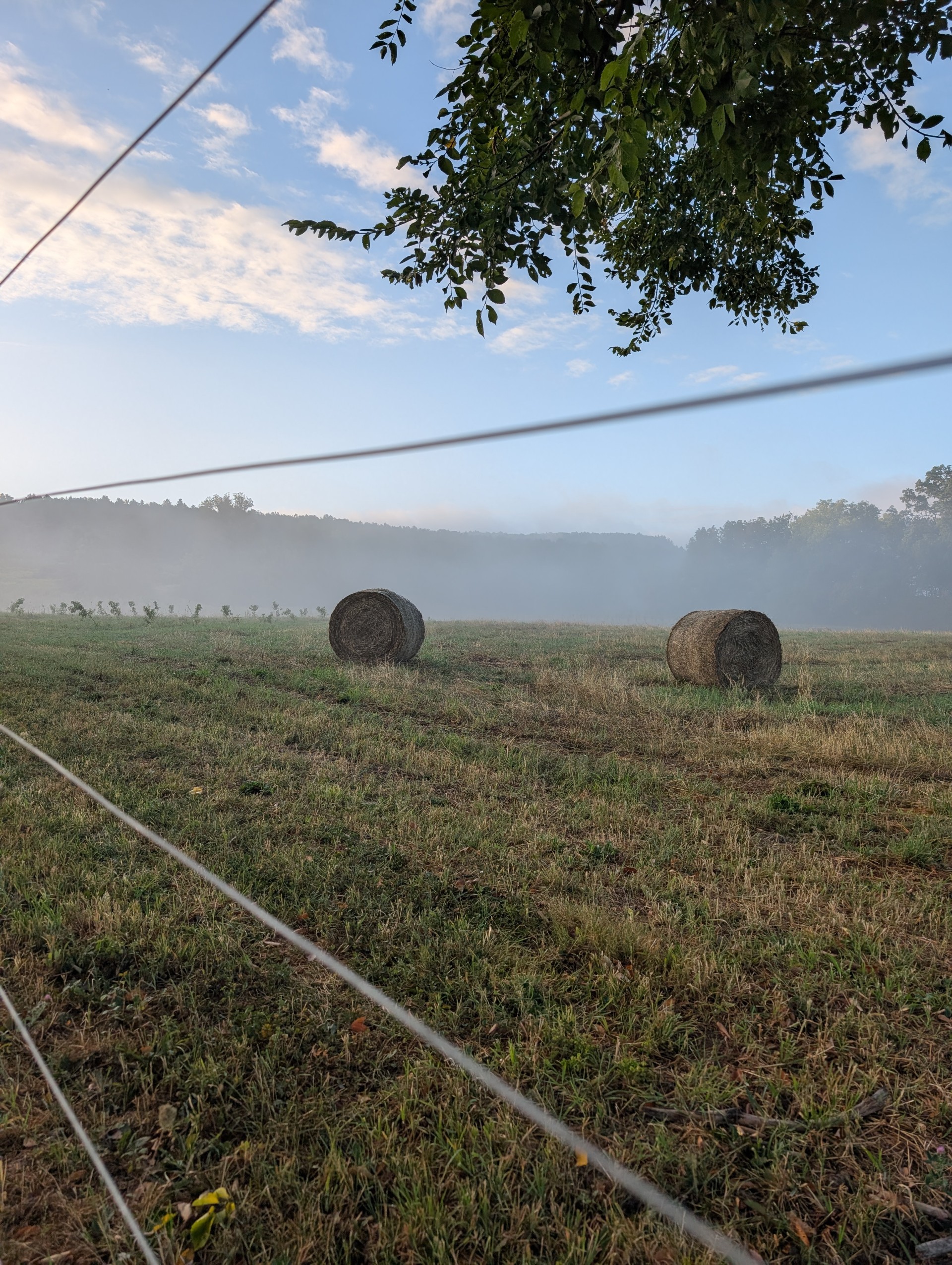 fog rolling over farm field with baby peach trees in distance Fog rolling over Cobble Knoll Orchard field with baby peach trees in the distance