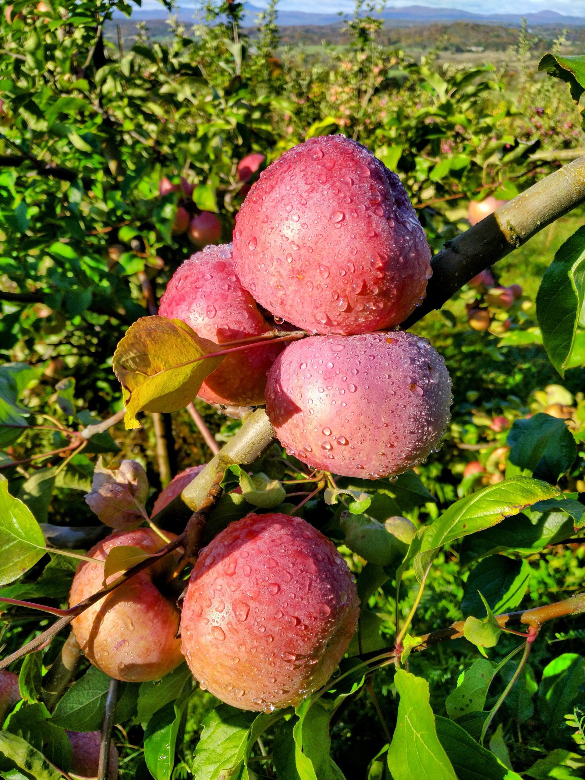 Northern Spy Northern Spy Apples on a tree