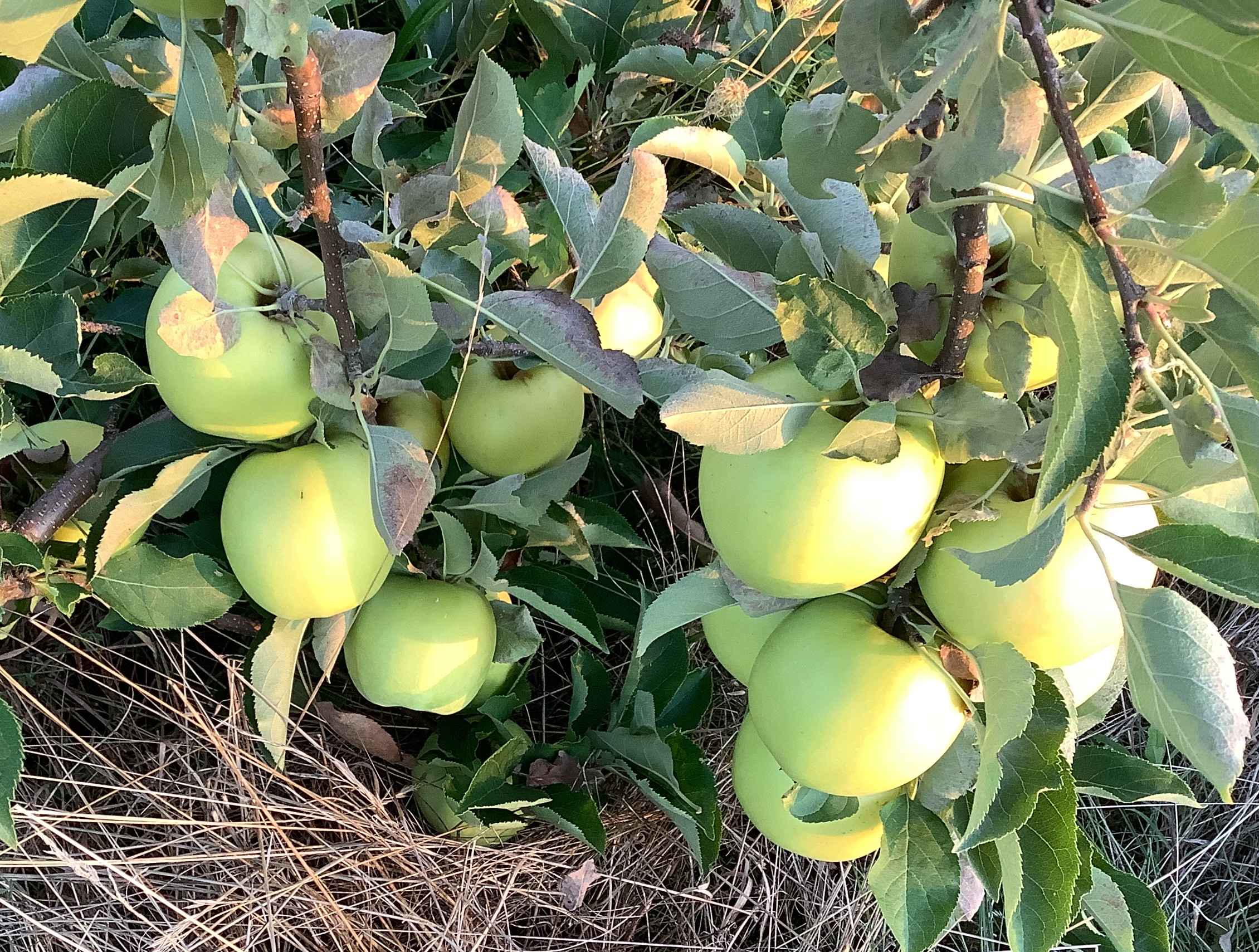 shizuka Shizuka Apples on a tree
