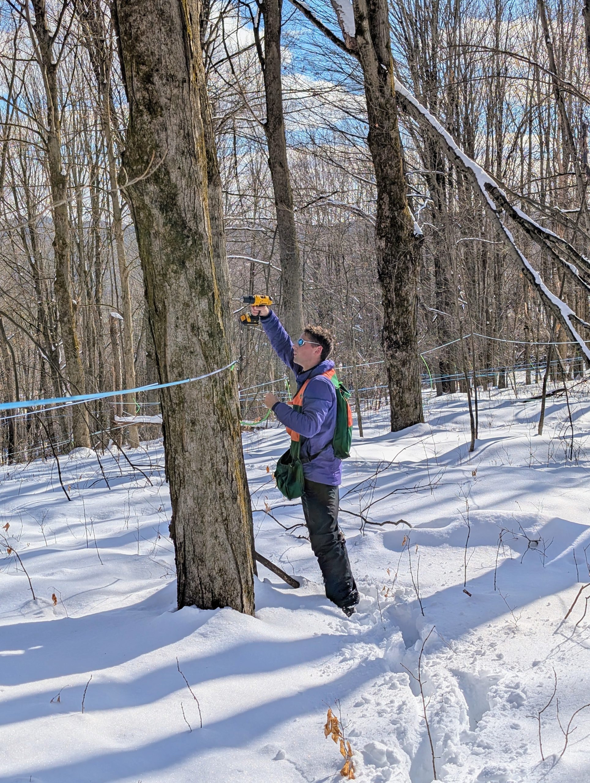 Tapping maple trees