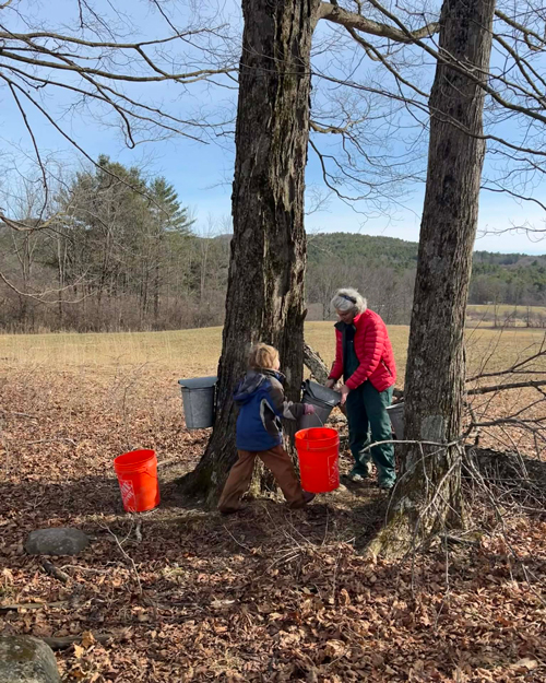 Little boy helping a mature woman empty Vermont Maple Tree sap buckets