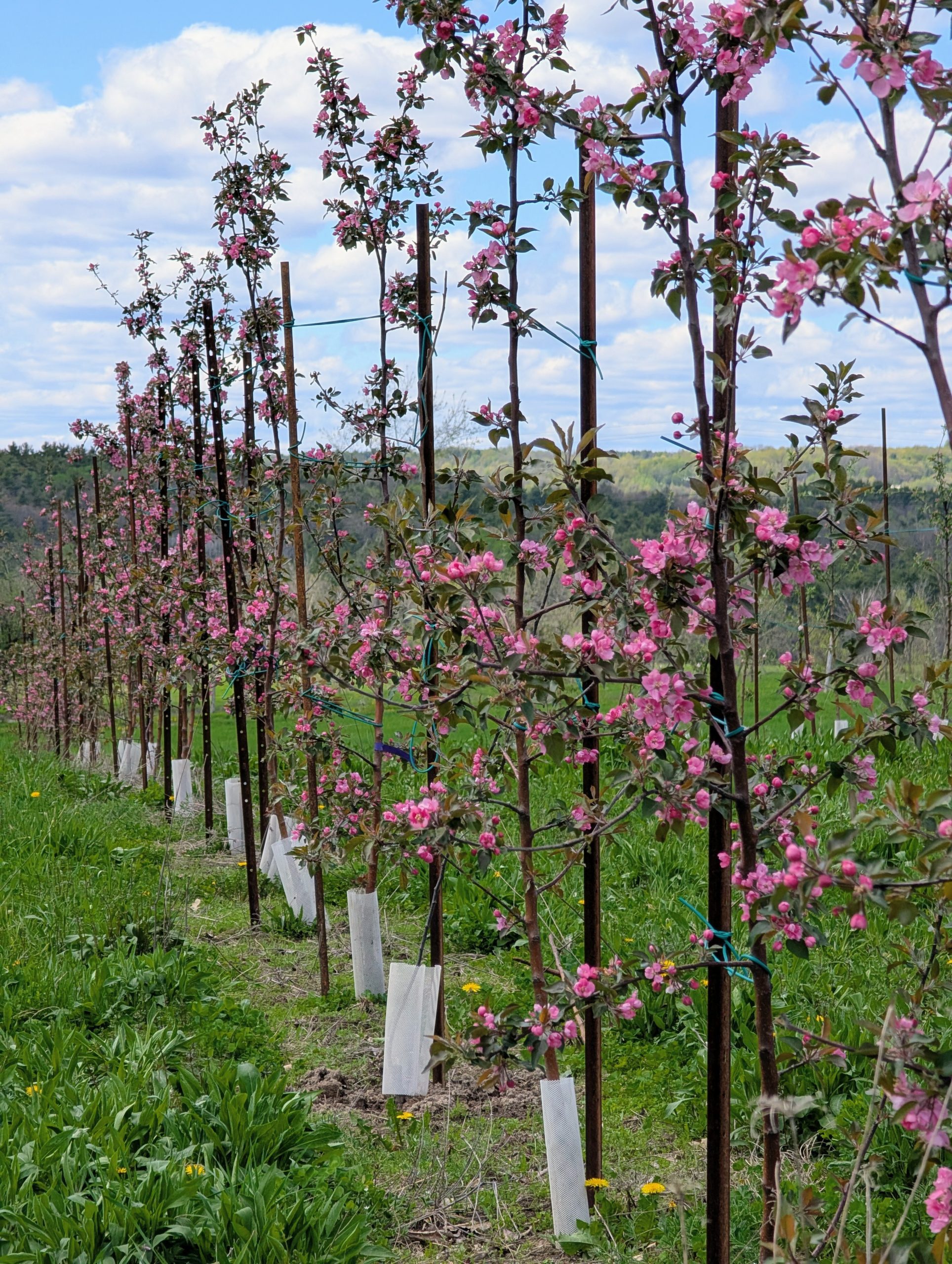Rows of young apple trees in full pink bloom, staked and trellised with protective trunk guards, on a hillside orchard with rolling hills and cloudy sky in the background.
