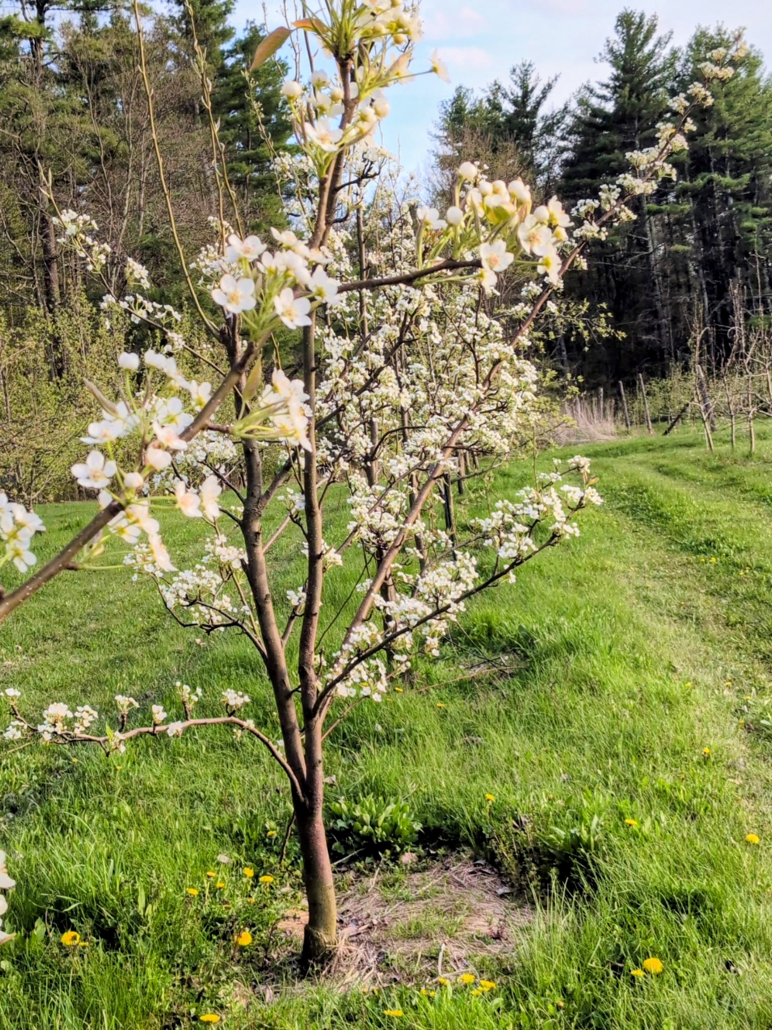 Young fruit tree in full white bloom in a green orchard row, with dandelions, evergreen treeline, and blue sky in the background.