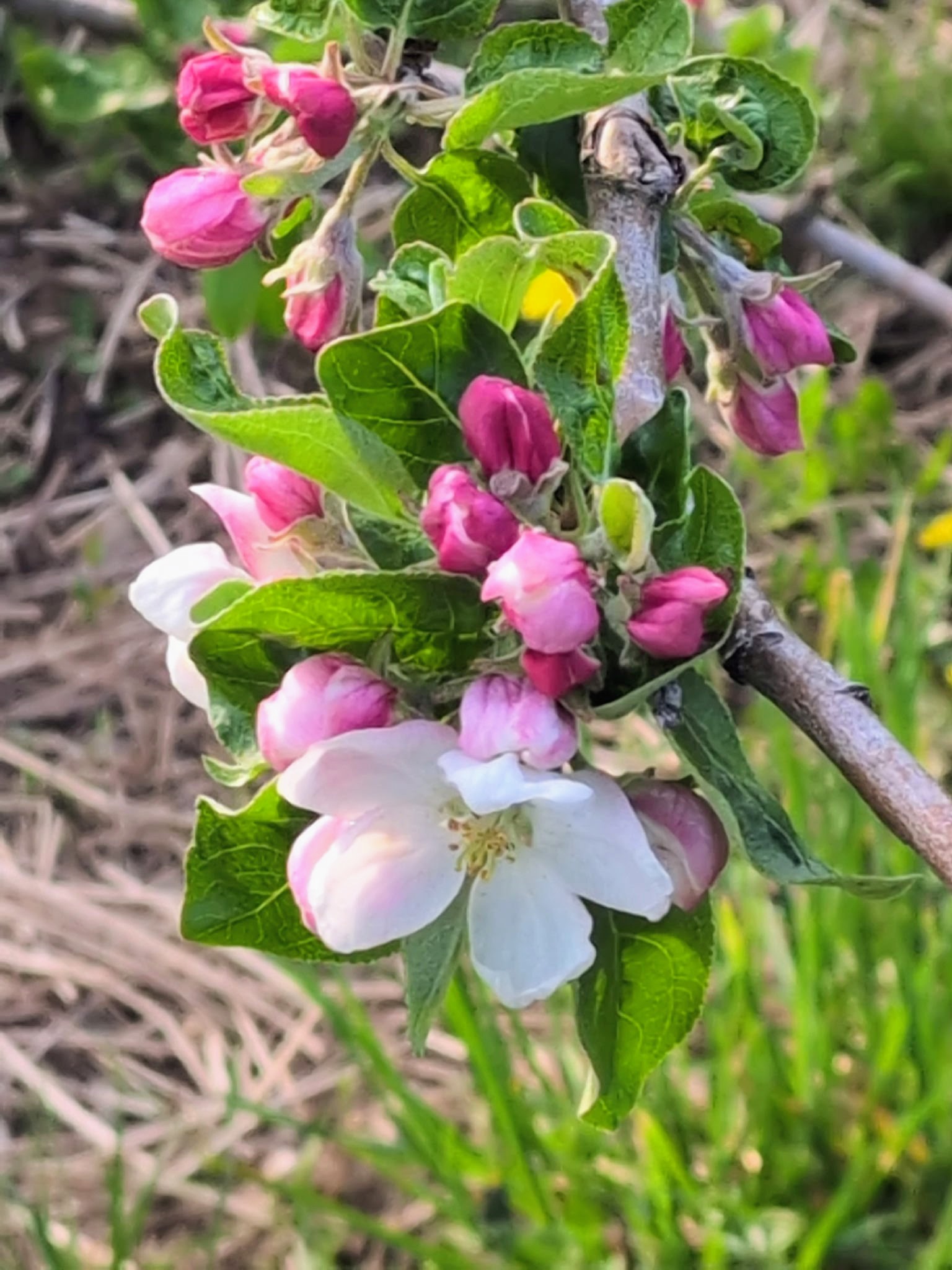 Apple tree branch with pink buds and one open white blossom surrounded by green leaves, spring garden background.