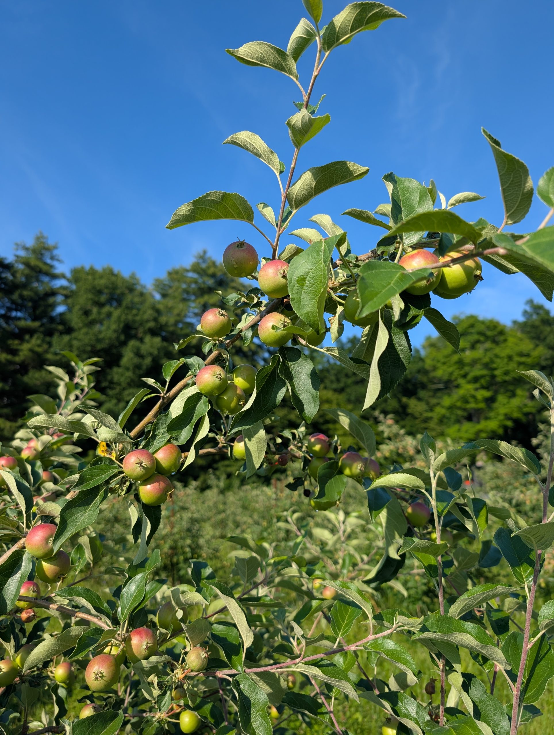 Frostbite Apples on a tree