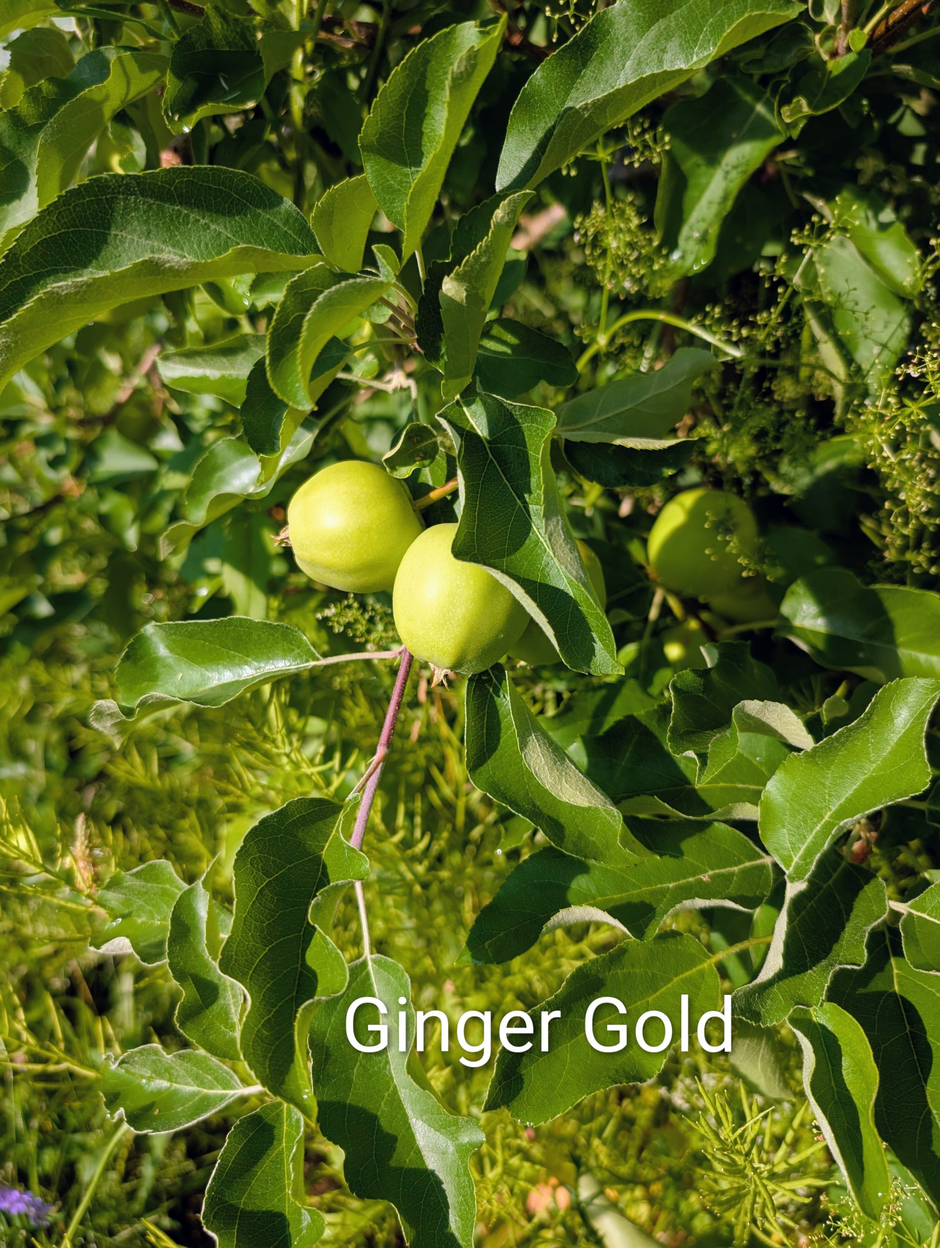 Two Ginger Gold Apples on the tree