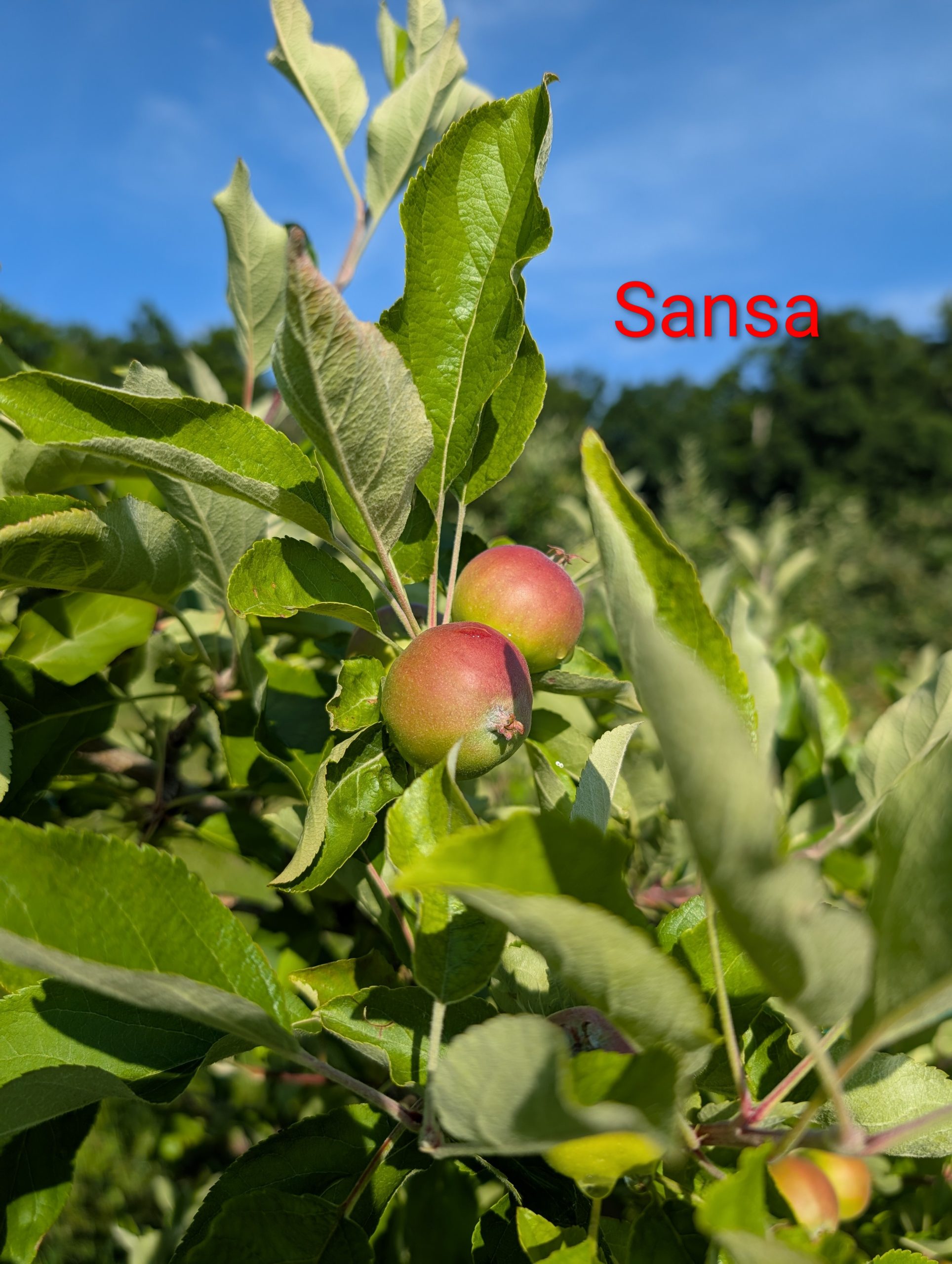 Two Sansa apples on a tree