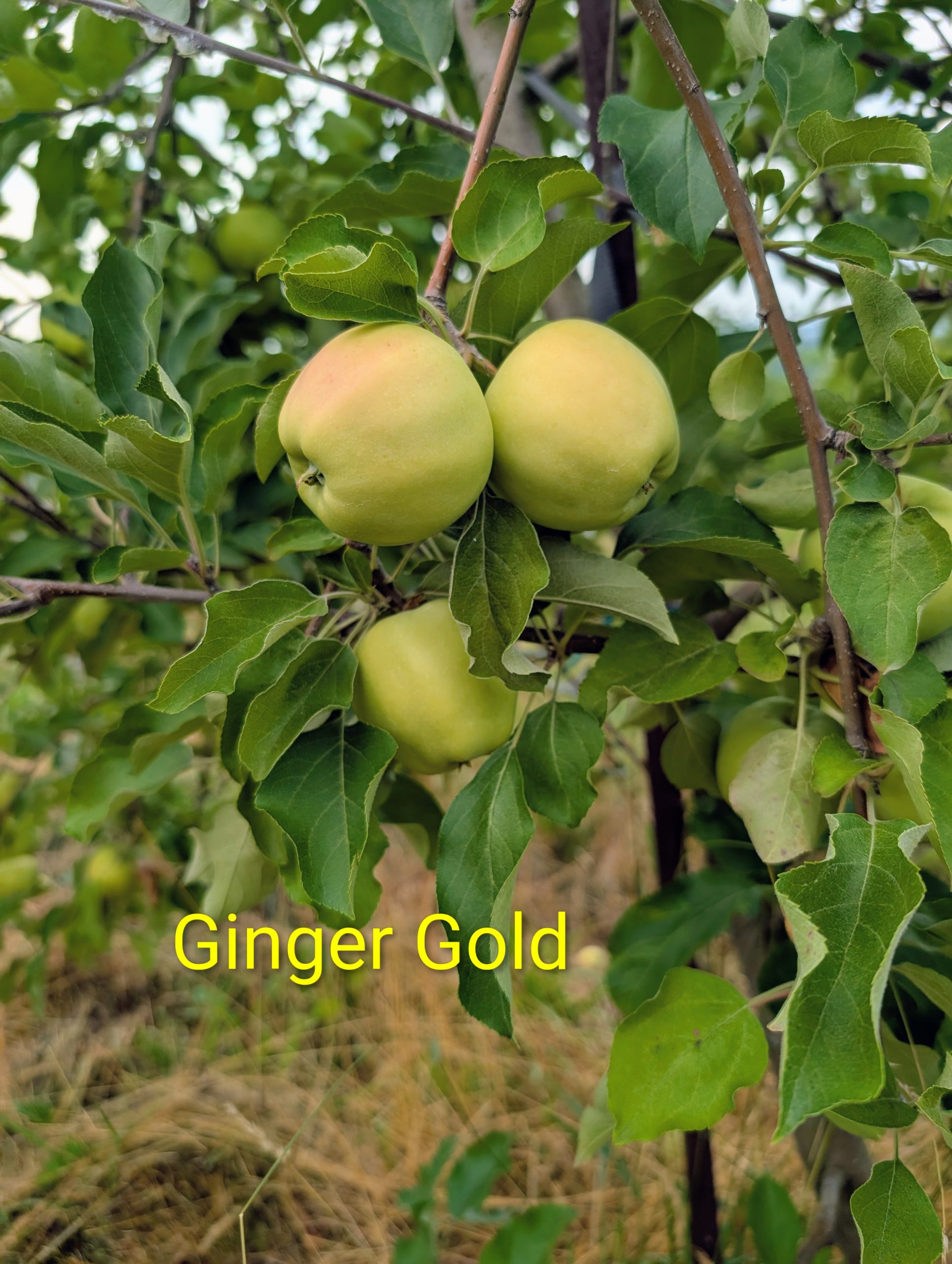 Ginger Gold Apples on a Tree