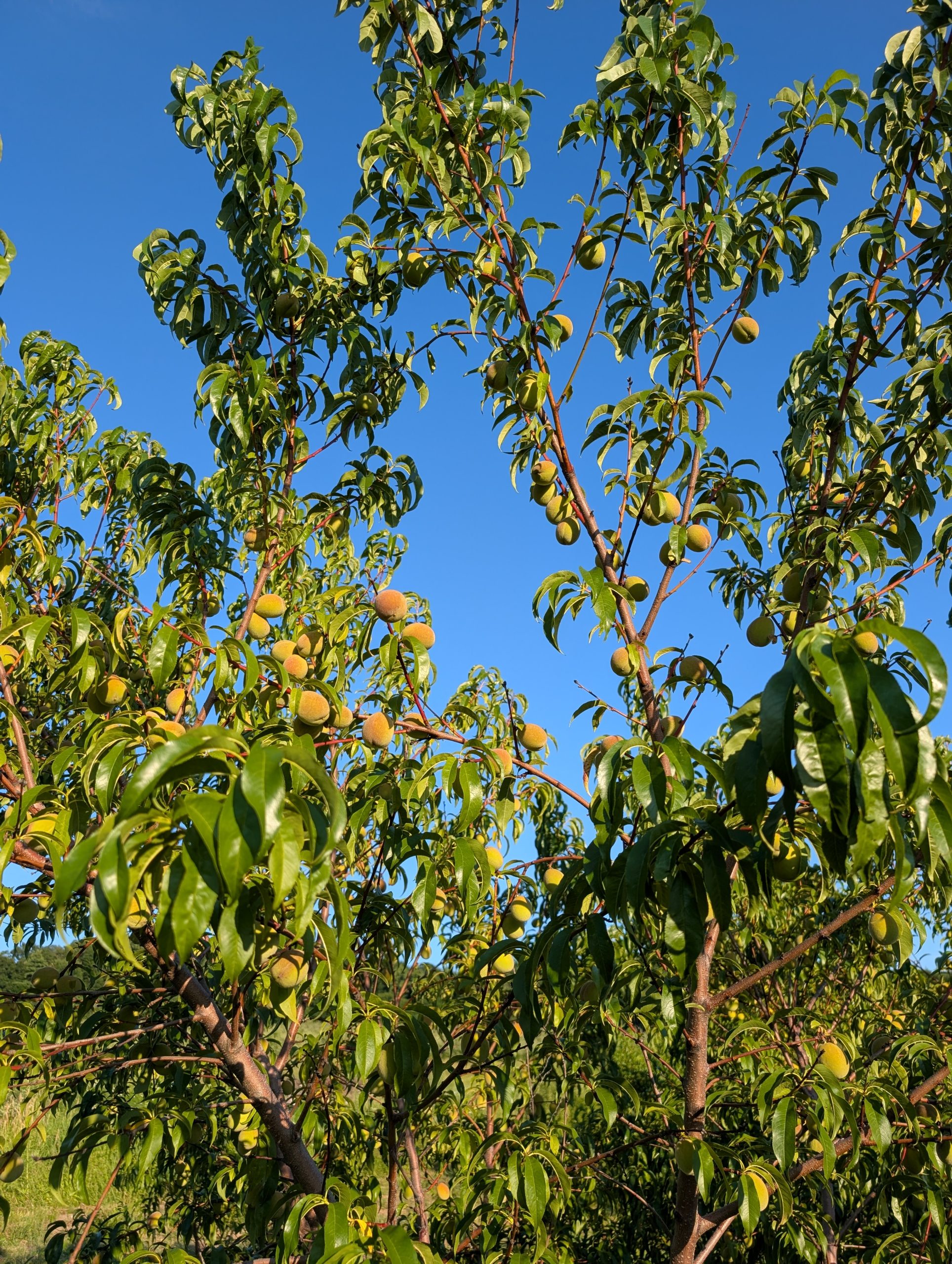 Peaches growing on a tree