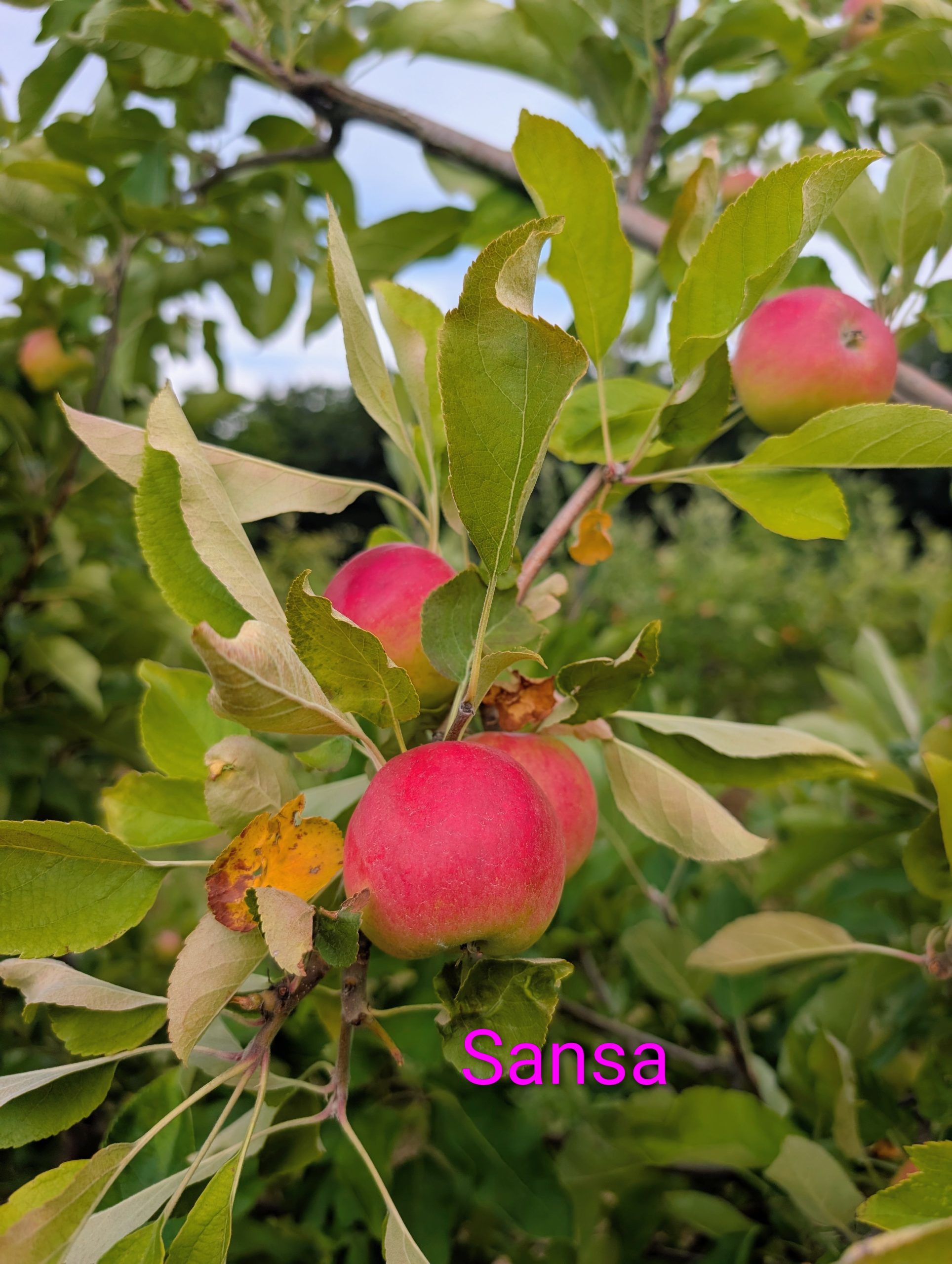 Sansa apples growing on a tree