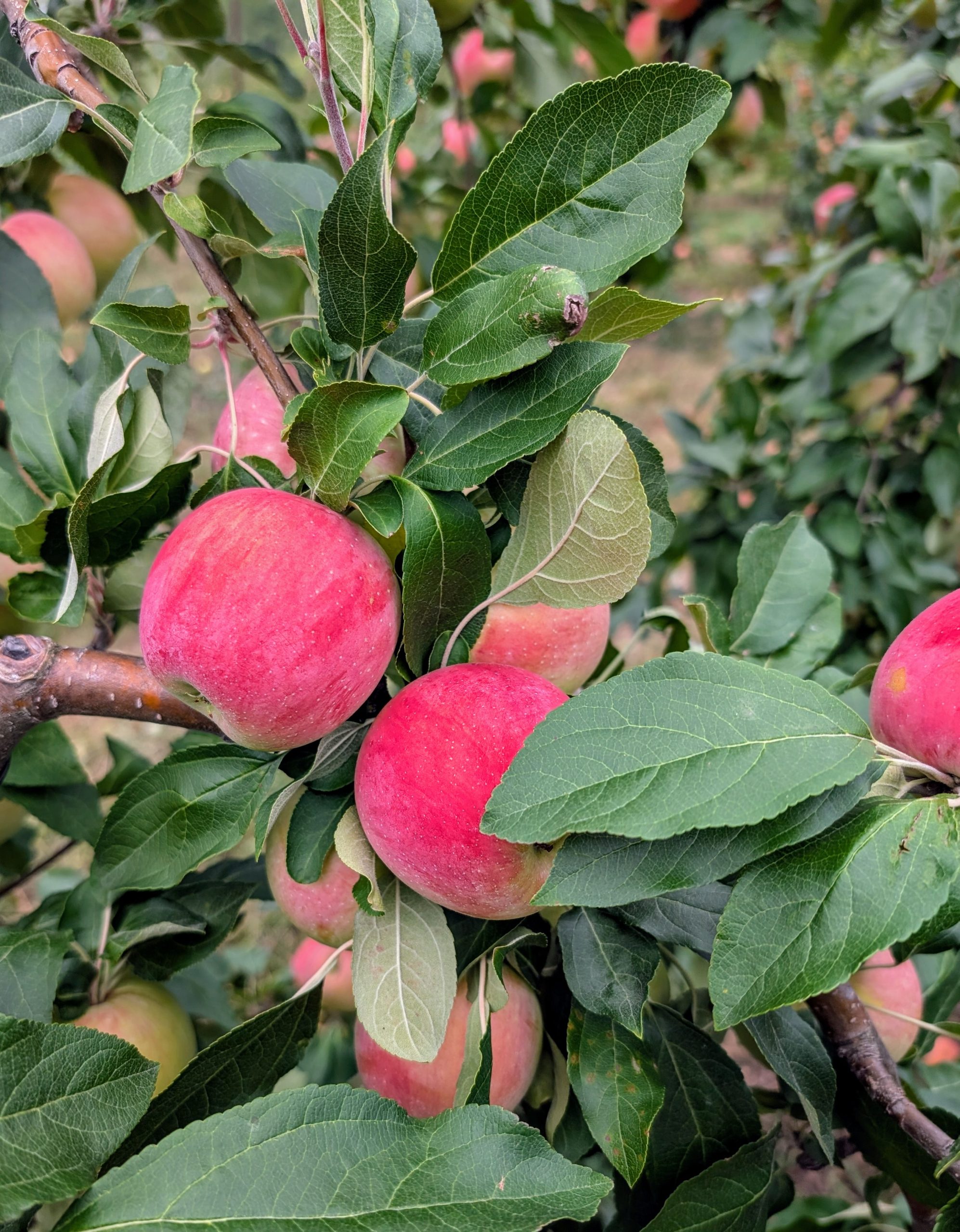 Zestar apples on a tree