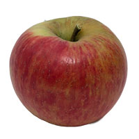 Isolated Premiere Honeycrisp Apple