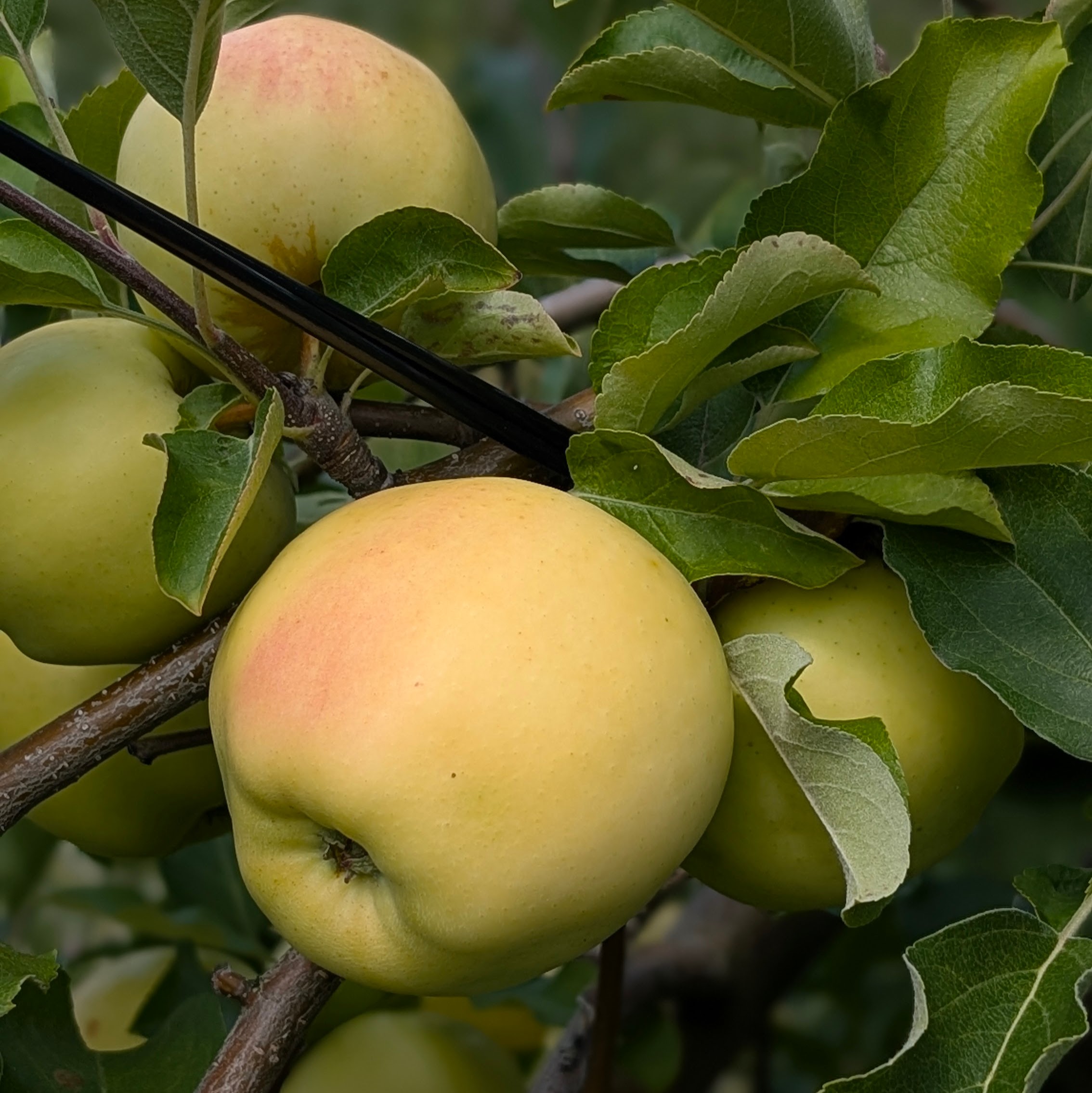 Gingergold Apples on a tree