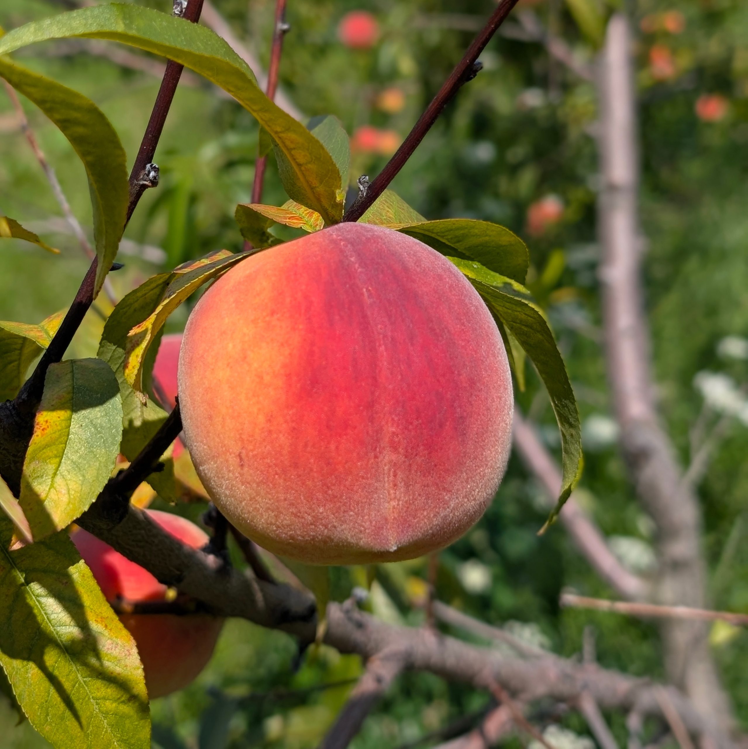 Gloria Peach on tree