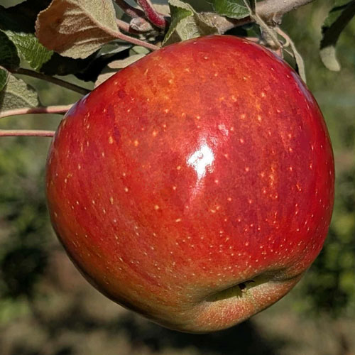 Red Sweet 16 Apple on the Tree