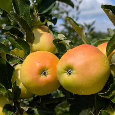 Blondee apples on a tree