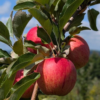 Gala apples on the branch