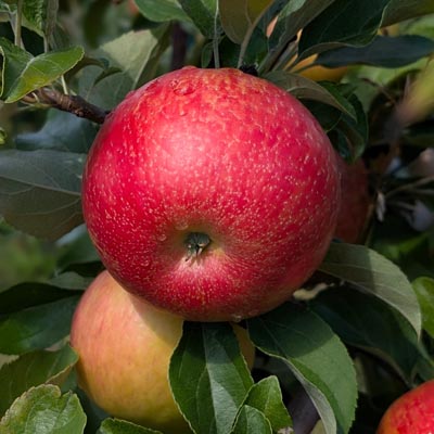 Honeycrisp apples on a tree