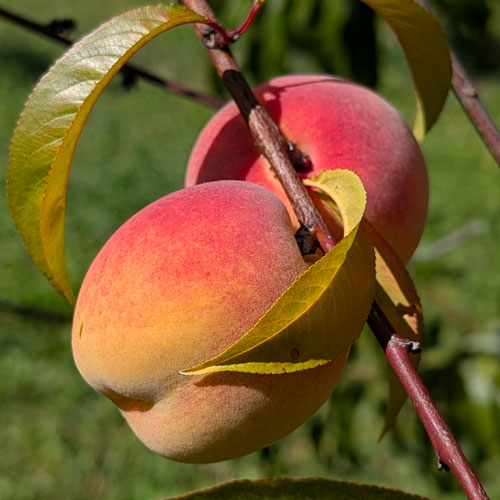 Victoria Peaches on the tree