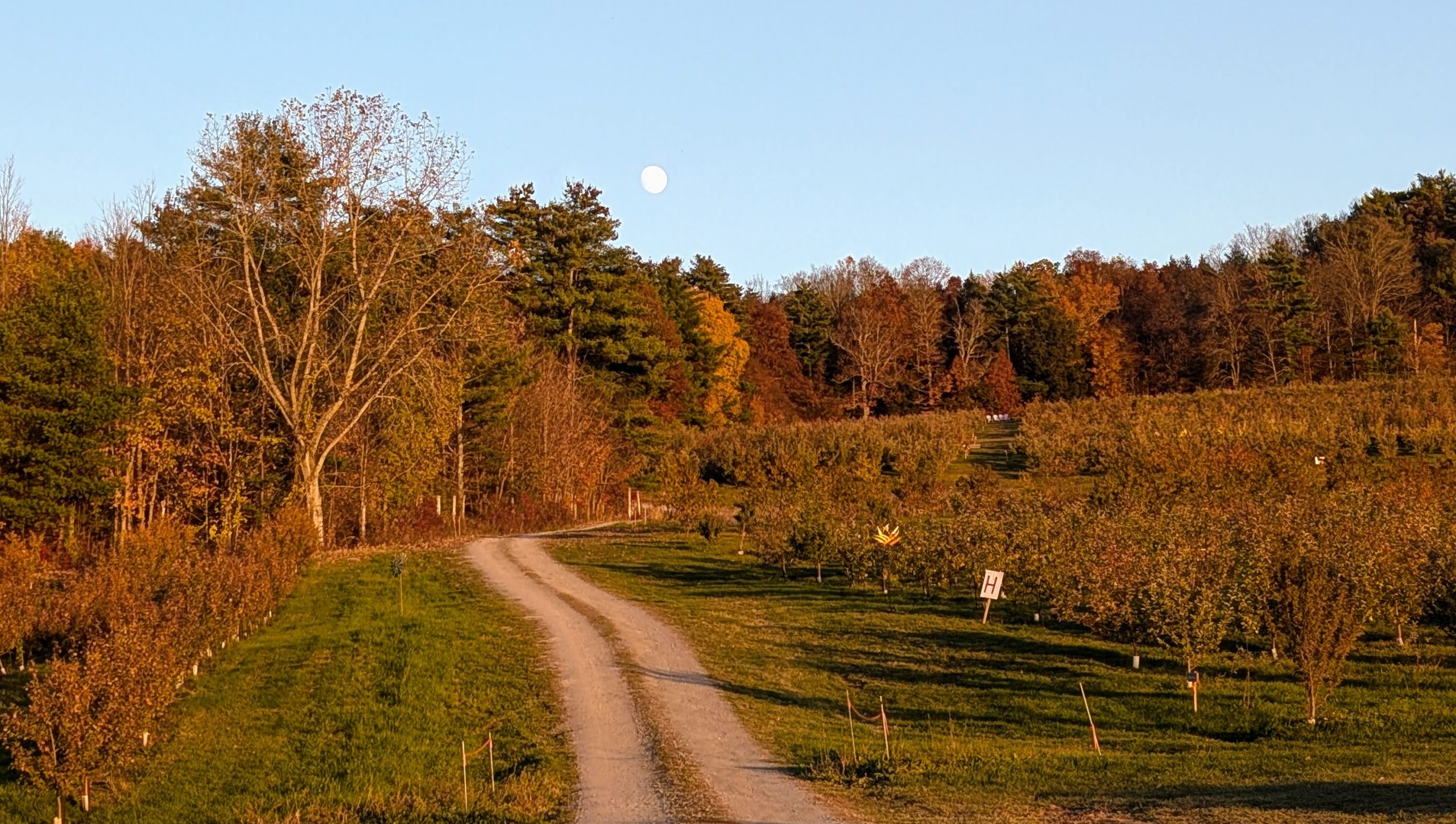 PXL_20261023_213522185 Road through an apple orchard in fall